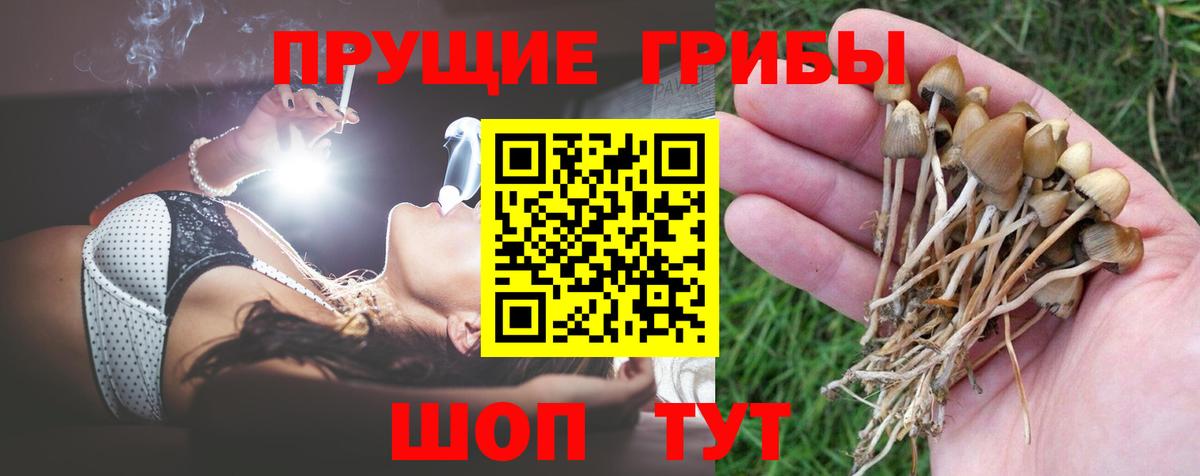 Боровичи  Псилоцибиновые грибы Psilocybe  Вход с VPN 